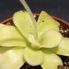 Pinguicula agnata