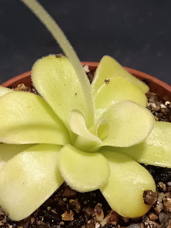 Pinguicula agnata