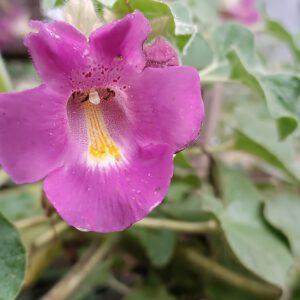 Proboscidea louisianica 'fragrans'