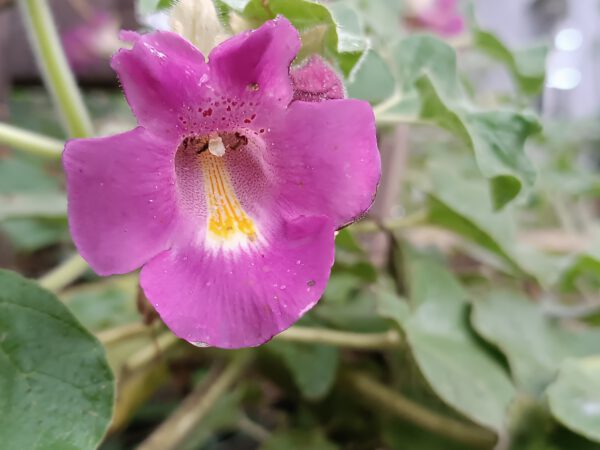 Proboscidea louisianica 'fragrans'