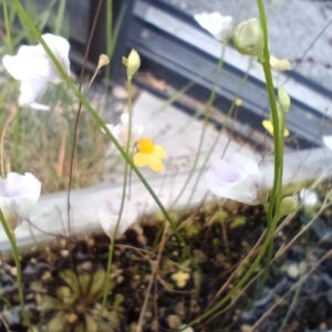 Utricularia Mix