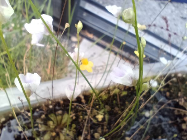 Utricularia Mix