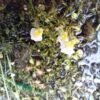 Utricularia Mix