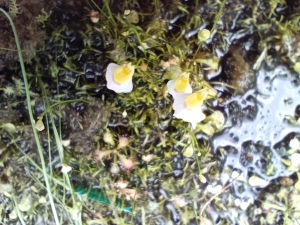 Utricularia Mix