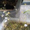 Utricularia Mix