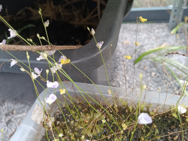 Utricularia Mix