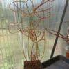 Drosera binata Set