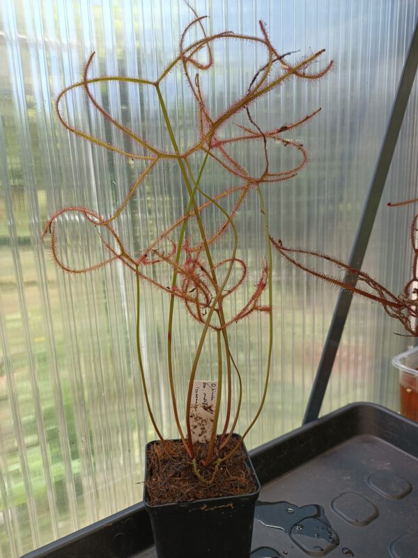 Drosera binata Set