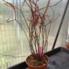 Drosera binata Set