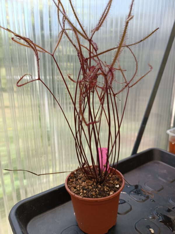 Drosera binata Set