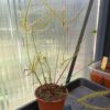 Drosera binata Set