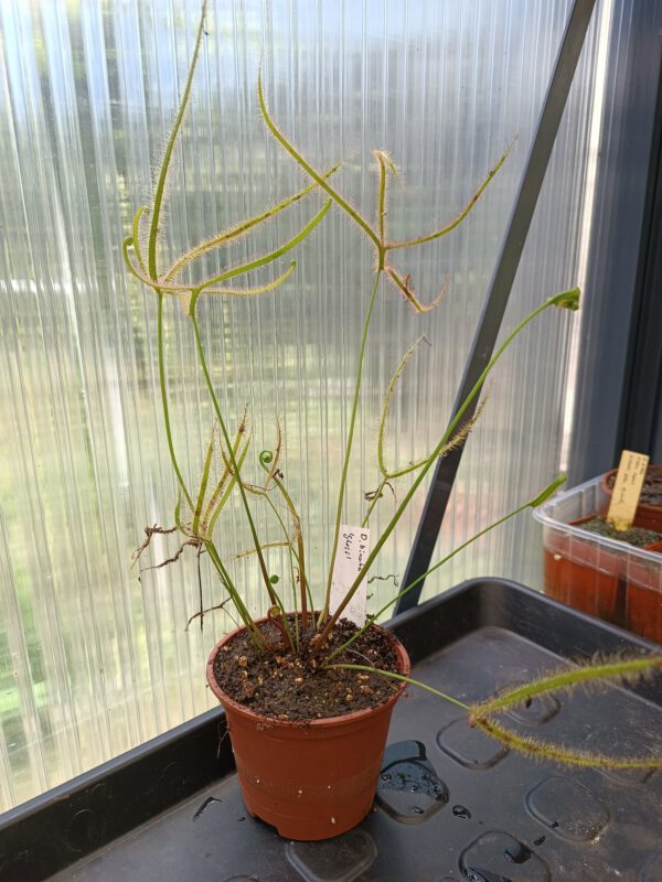 Drosera binata Set