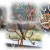Drosera binata Set