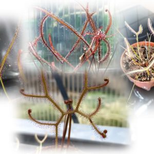 Drosera binata Set