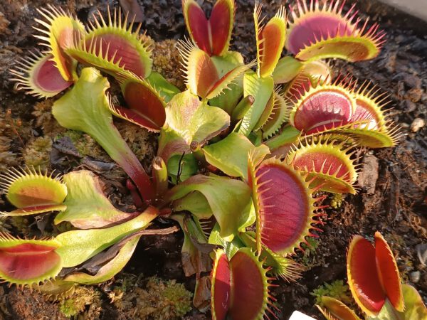 Dionaea muscipula ‘Bimbo‘