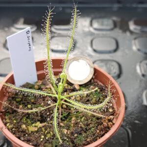 Drosera serpens