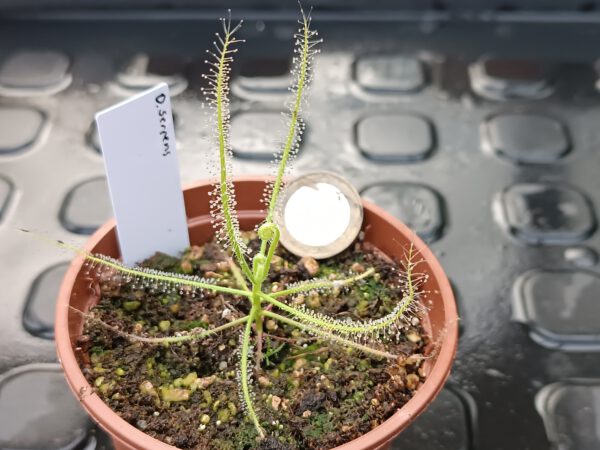 Drosera serpens