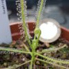 Drosera serpens
