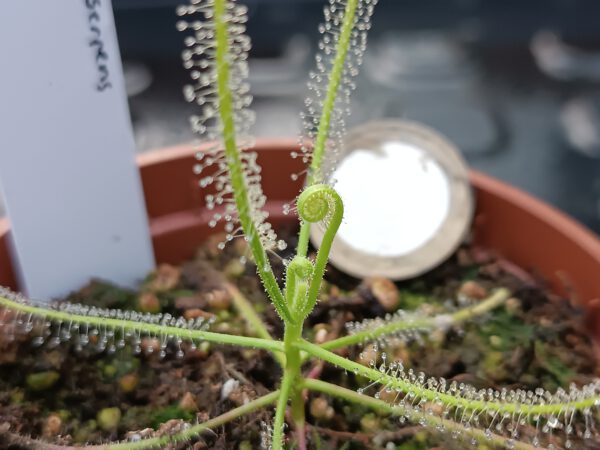 Drosera serpens