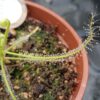 Drosera serpens
