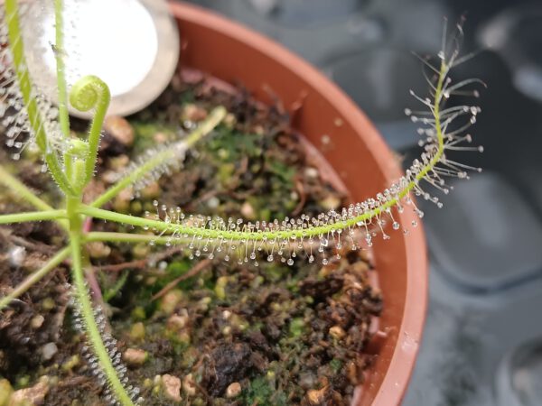 Drosera serpens