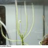 Drosera serpens