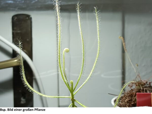 Drosera serpens