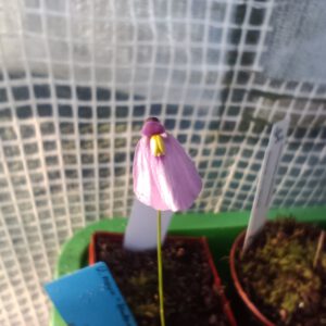 Utricularia dichotoma ssp. 'Nova Zealandiae'