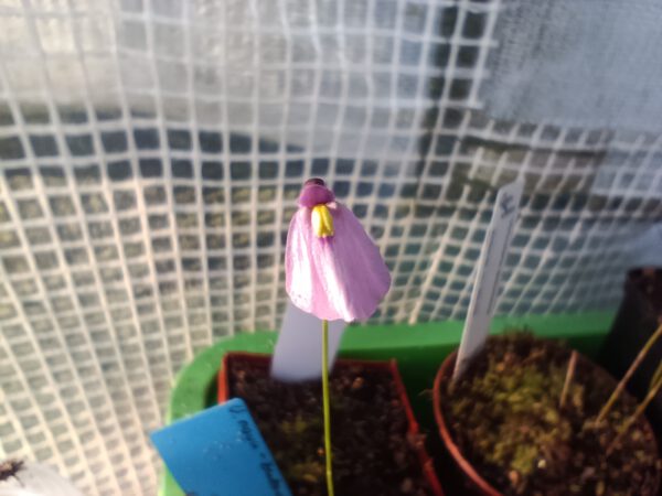 Utricularia dichotoma ssp. 'Nova Zealandiae'