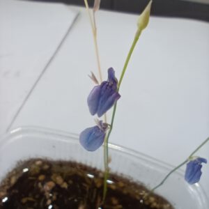 Utricularia babui