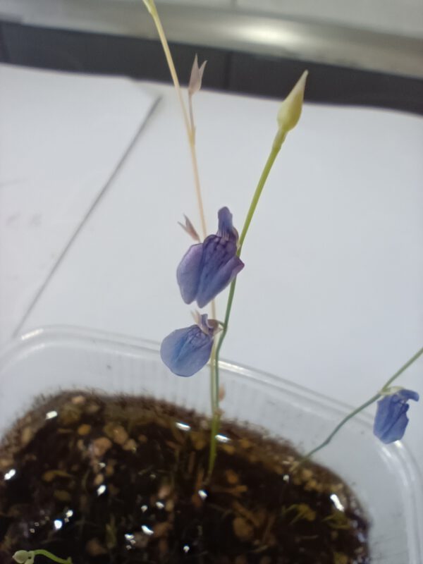 Utricularia babui Blüte