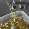 Utricularia babui