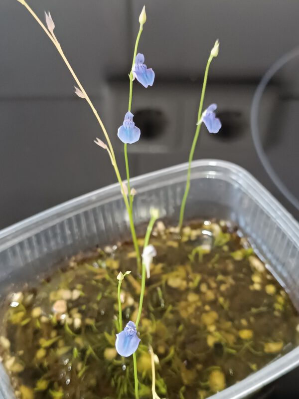Utricularia babui