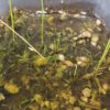 Utricularia babui submers wachsend