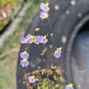 Utricularia bisquamata "Betty's Bay"