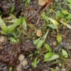 Utricularia dichotoma ssp. 'Nova Zealandiae'