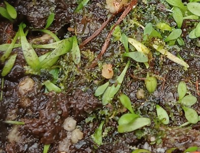 Utricularia dichotoma ssp. 'Nova Zealandiae'