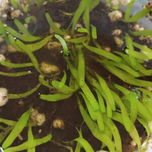 Utricularia involvens