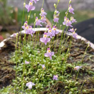 Utricularia warburgii
