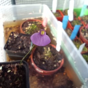 Utricularia dichotoma 'Victoria, Australien'
