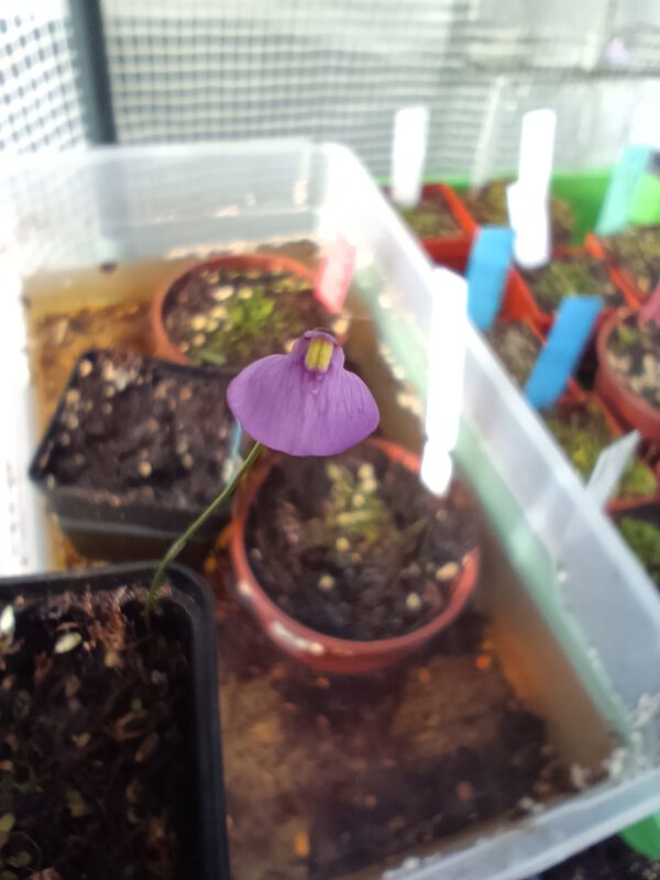 Utricularia dichotoma 'Victoria, Australien'