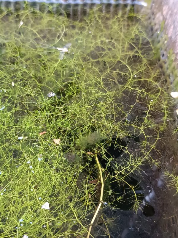 Utricularia gibba Utricularia gibba
