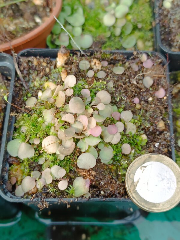 Utricularia tridentata