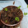 Utricularia reniformis terrible child entfant terrible