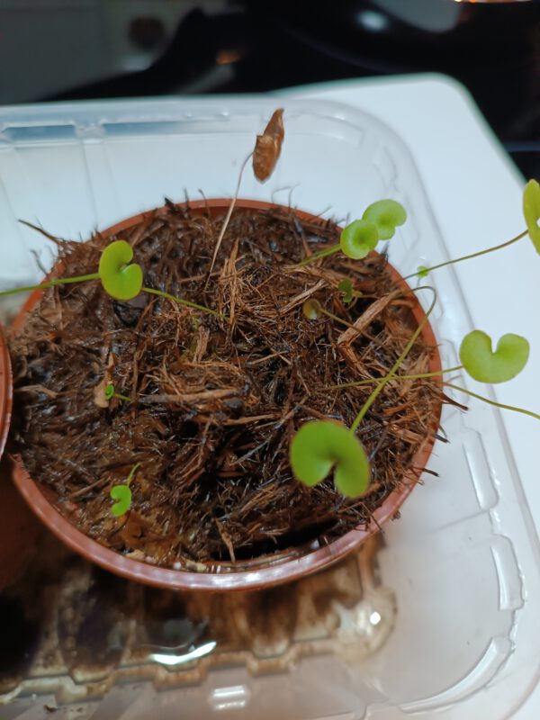 Utricularia reniformis terrible child entfant terrible