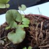 Utricularia reniformis terrible child entfant terrible