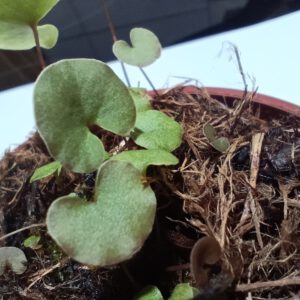 Utricularia reniformis terrible child entfant terrible