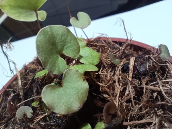 Utricularia reniformis terrible child entfant terrible