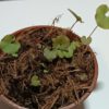 Utricularia reniformis terrible child entfant terrible