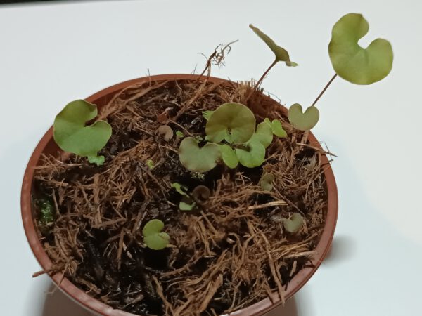 Utricularia reniformis terrible child entfant terrible